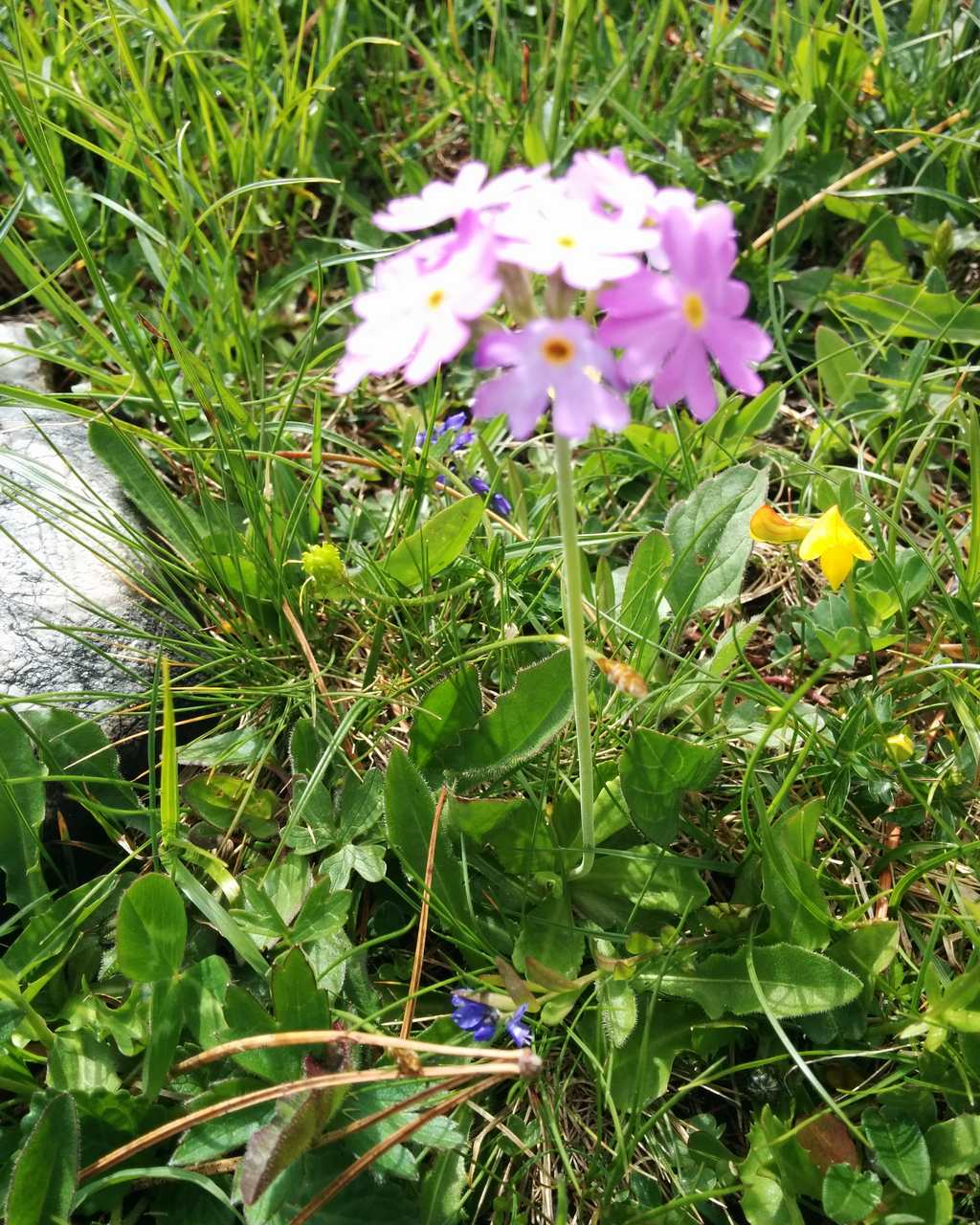 Primula farinosa